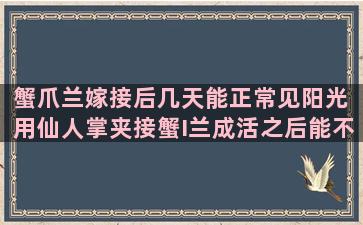 蟹爪兰嫁接后几天能正常见阳光 用仙人掌夹接蟹I兰成活之后能不能淋雨吗